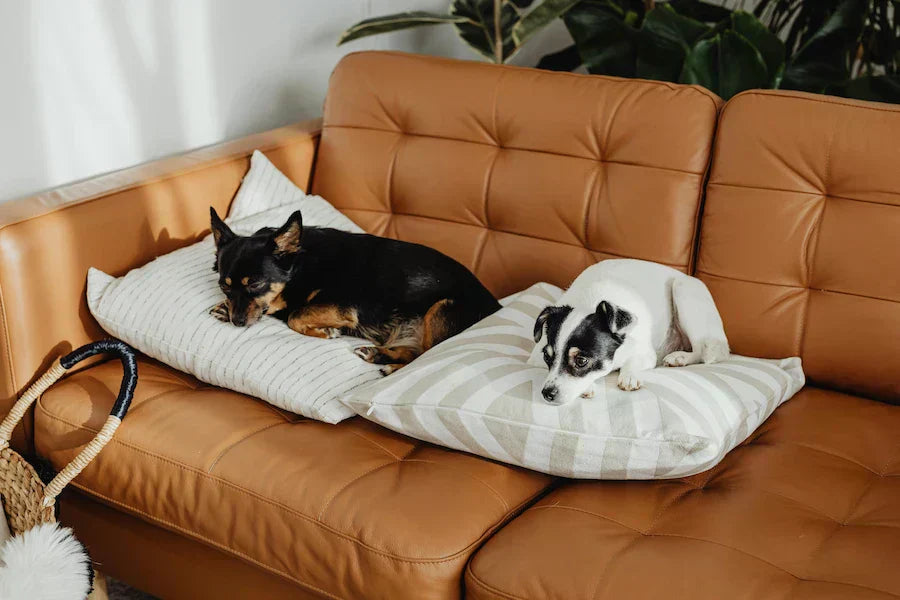 Indoor Enrichment for Dogs in the UAE: Easy At-Home Activities That Support Mental Health