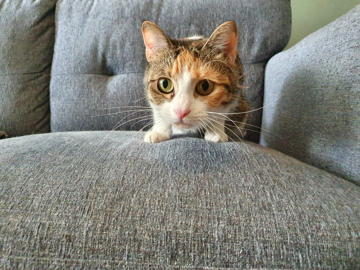 Cat grass for pets in Dubai