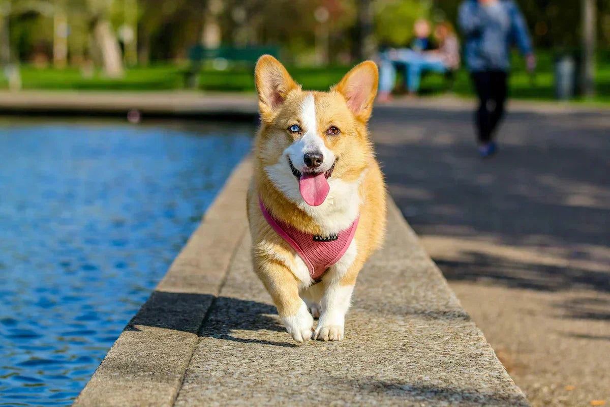 Are Dogs Allowed in Dubai? Laws, Rules, and Reality Explained