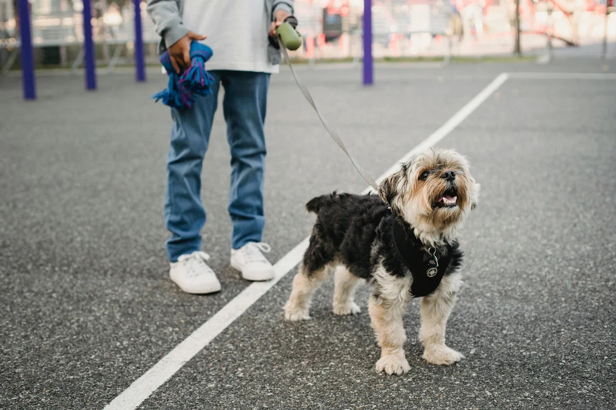 How Much Does It Really Cost to Own a Dog in Dubai?
