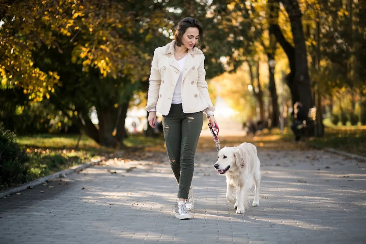 Living With a Dog in the UAE: What Winter Makes Possible
