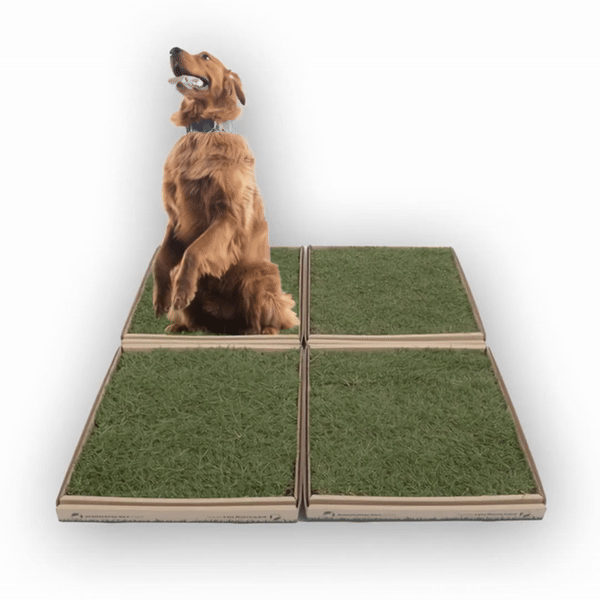 Grass Patch for Extra Large Sized Dogs Real Grass Dog Potty