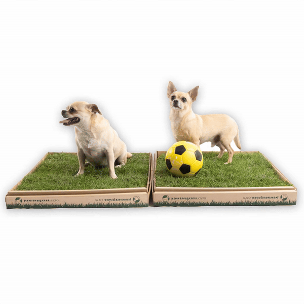 2 Grass Boxes | Medium