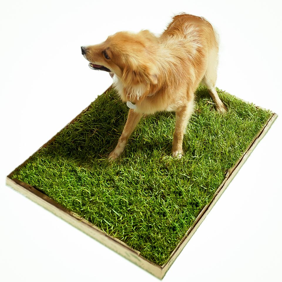 Small Grass Patch for Dogs Doggy Potty Solution Fresh Grass for your