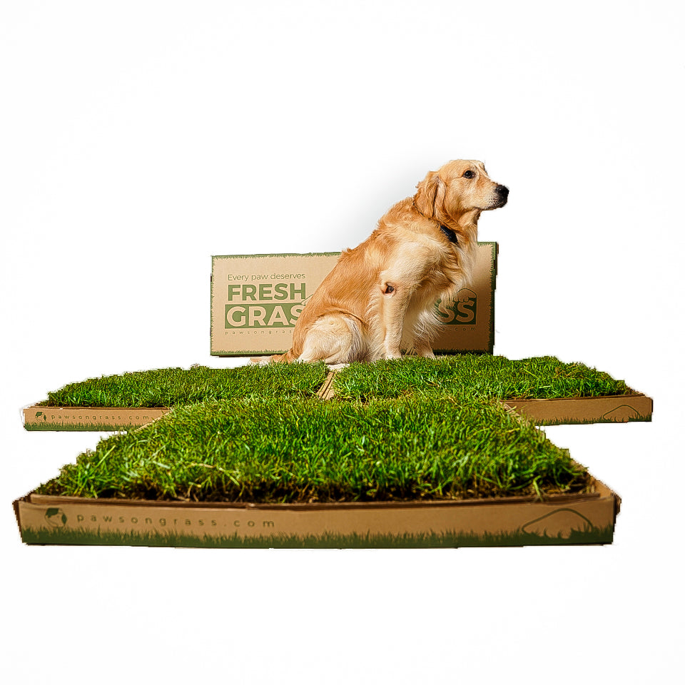 Real Grass Toilet - Paws on Pause
