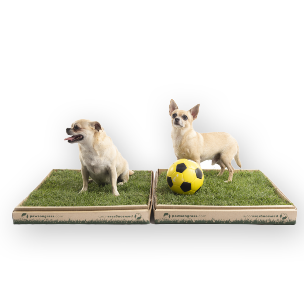 Real Grass Toilet - Paws on Pause
