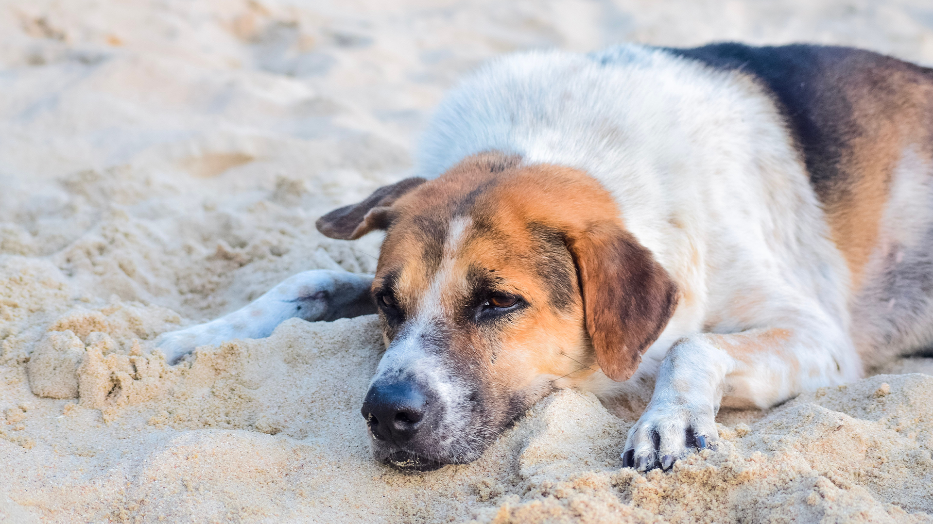 Heatstrokes are a very serious condition and can be fatal for dogs. Dogs are sensitive to heat in ways that humans aren't, so it's important to keep an eye on your dog when the weather starts getting hot this summer. If you see any of these symptoms, take