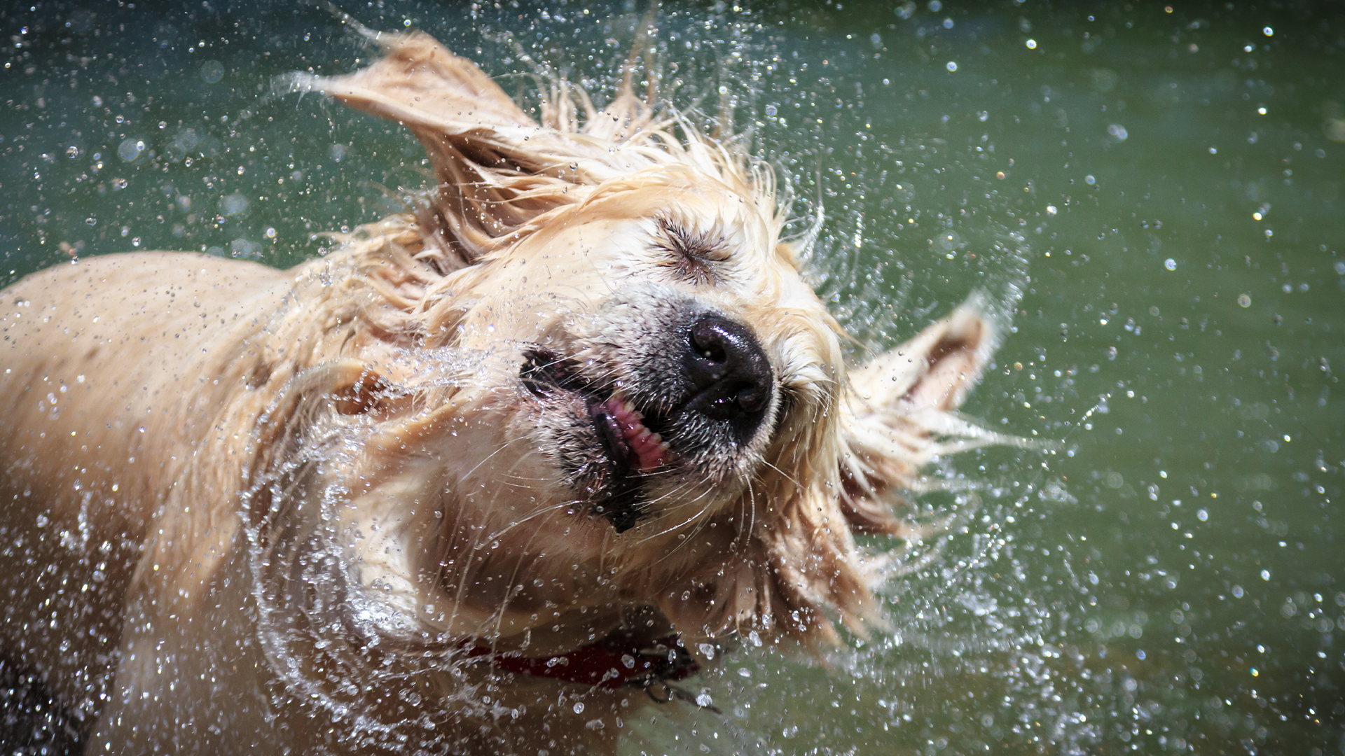 Every year, thousands of dogs die from heat exhaustion and being left in hot cars. It's a tragedy that is caused by ignorance or negligence. The good news is that you can help your dog stay safe this summer with these 6 tips!