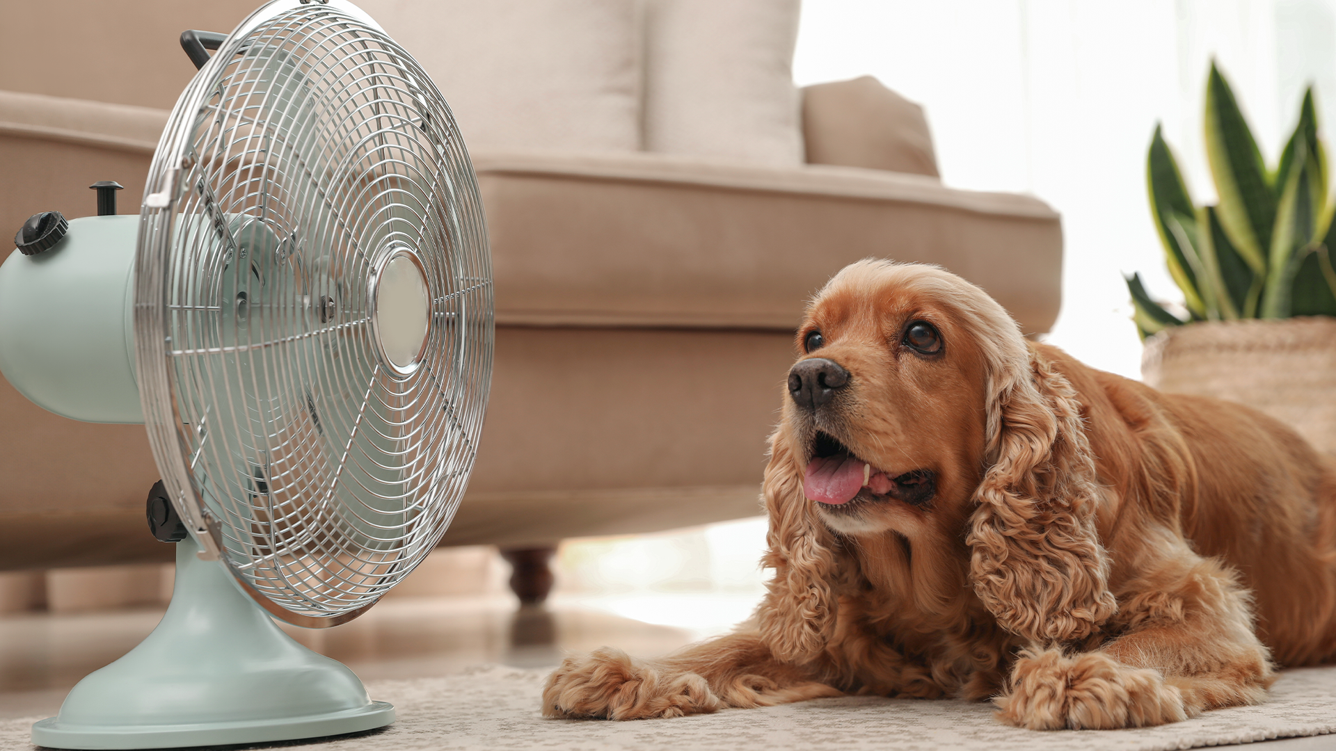 With the weather getting warmer, it's important to understand how to keep your pups cool. Dogs are more prone to heat exhaustion and heat stroke because their fur coats don't provide the same level of protection as human skin does from the sun. Read this