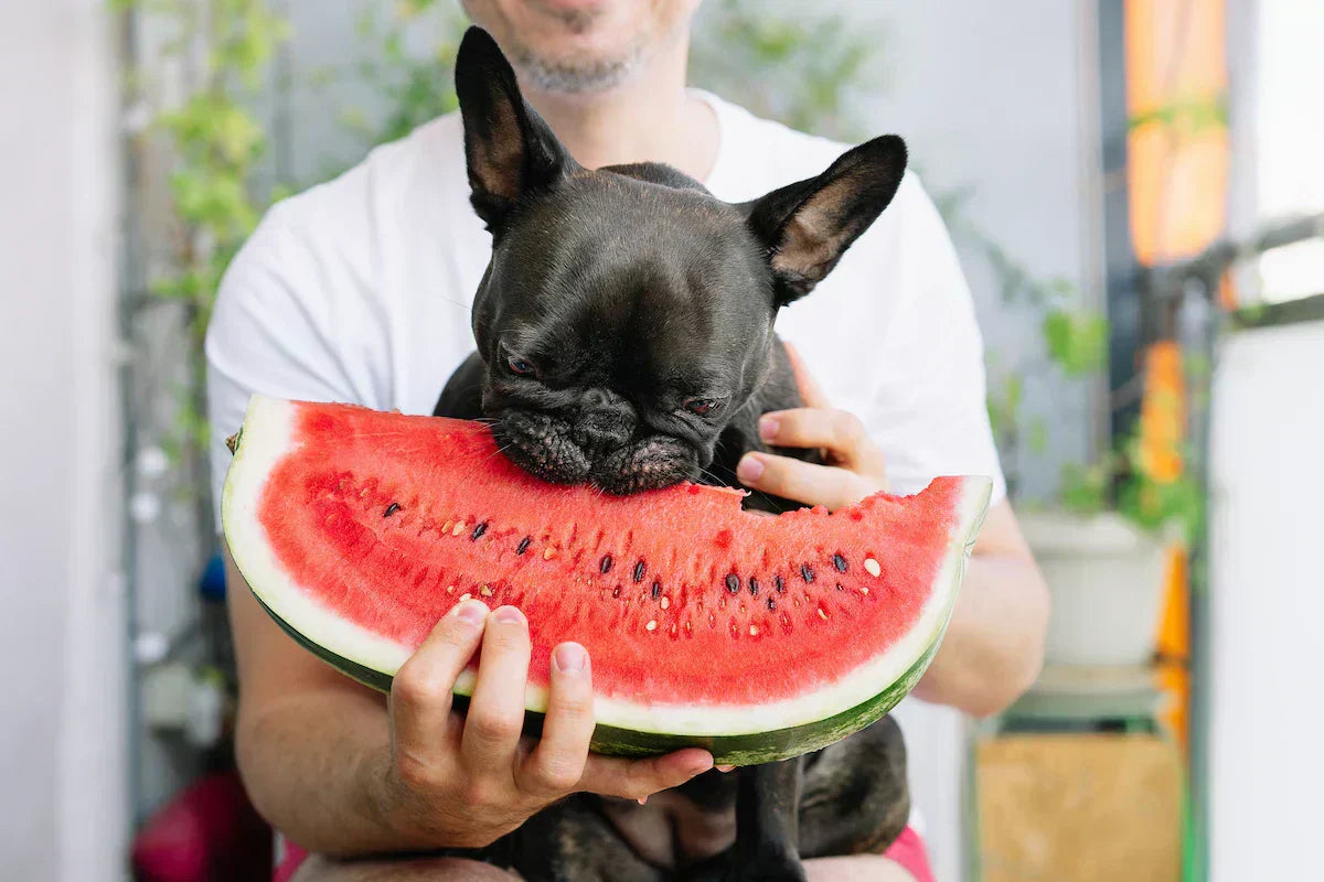 Can Dogs Eat Fruit? What’s Safe, What’s Not, and Why