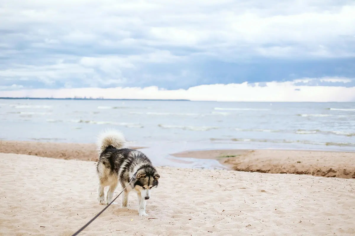 Dog-Friendly Beaches in the UAE: What to Know Before You Go