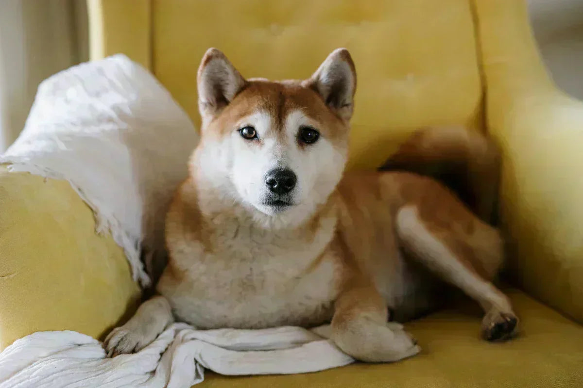 Ramadan & Dogs: How to Stay Fair When Your Energy Drops