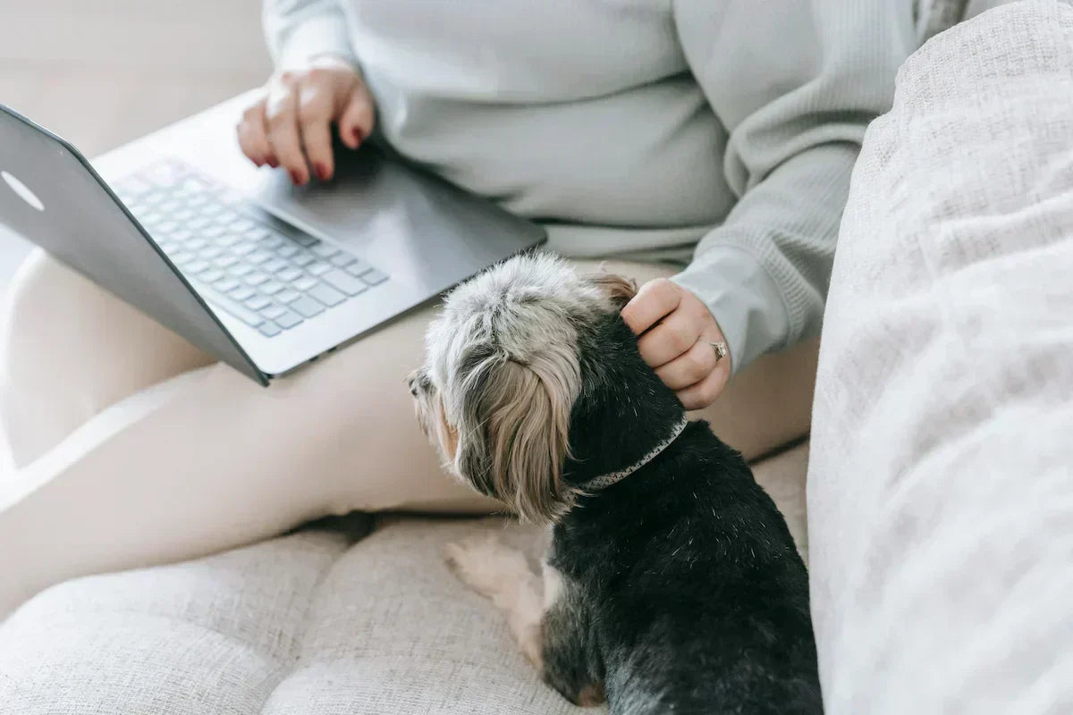 Busy Workdays, Happy Dogs: How to Teach Your Dog Independence Without Guilt
