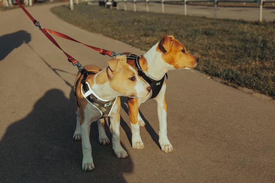 Should You Walk Your Dog in Dubai Summer? What to Do When It's Too Hot Outside