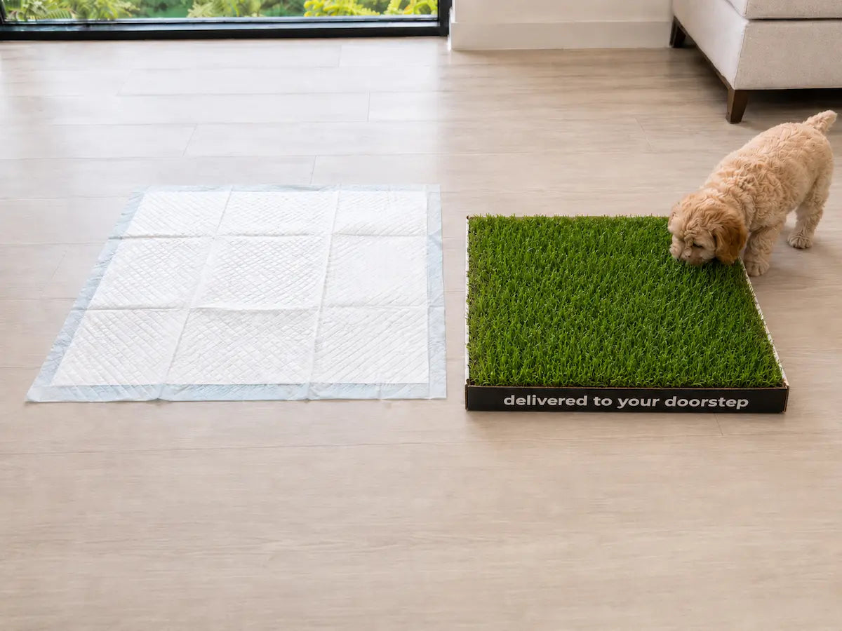 Puppy Pads vs Real Grass: Which Is Better for Summer Potty Training?