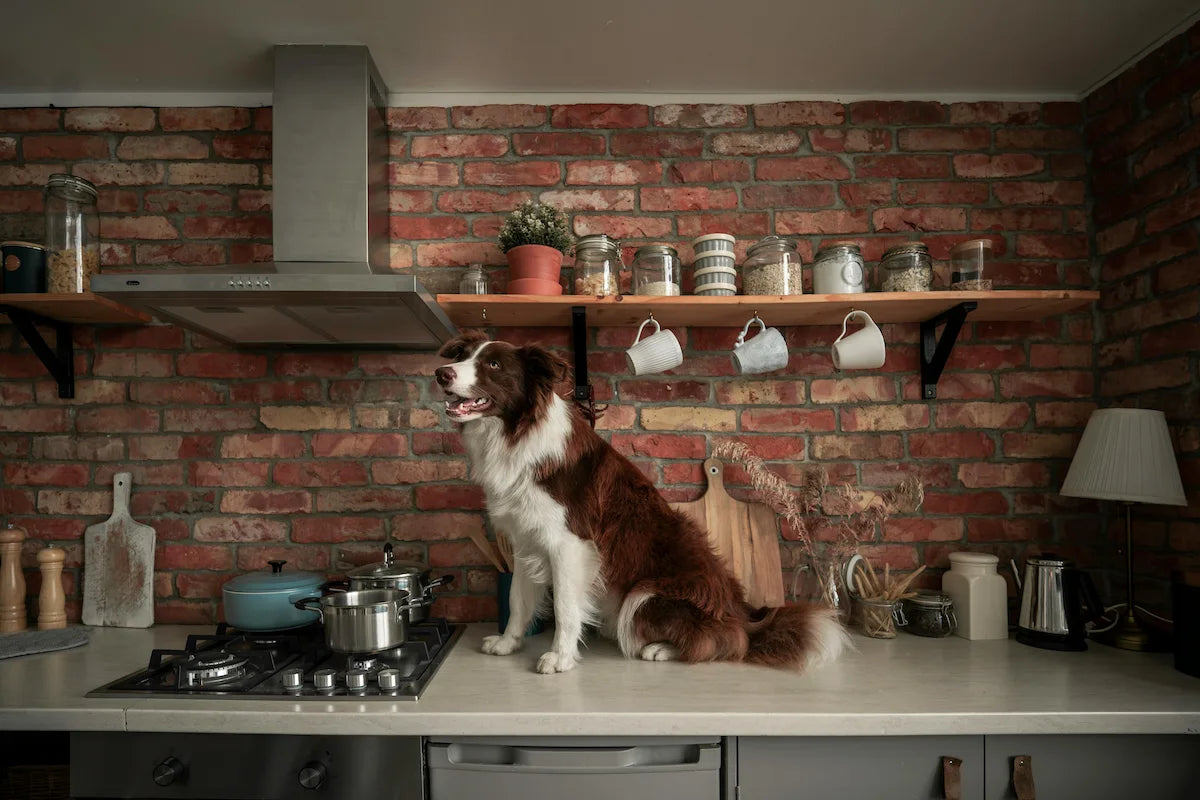 What Can Dogs Not Eat? A Simple Safety Guide for Dog Owners