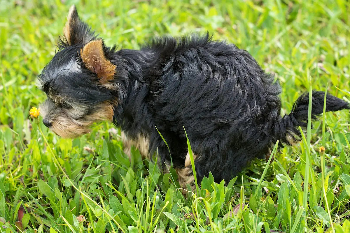 Why Dogs Eat Grass (and When You Should Worry)