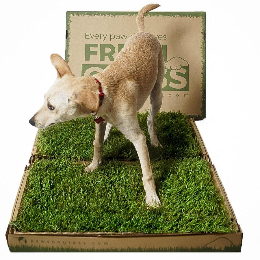 Real Grass Toilet - Paws on Pause