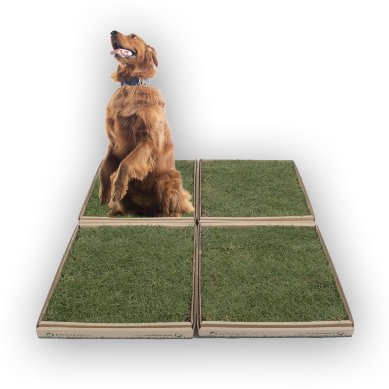 Large dog potty best sale